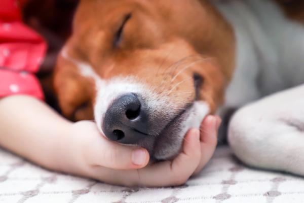 A Terrier breed dog sleeping on a child's hand