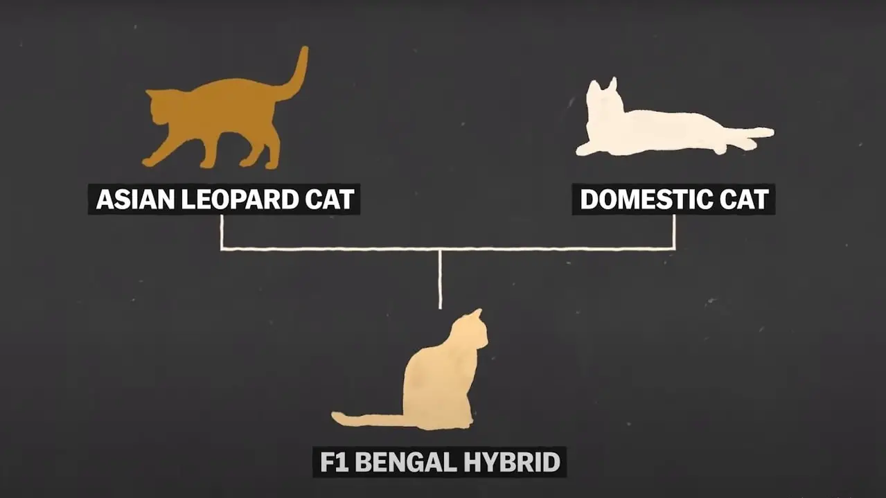Bengal cat character, origin, qualities, size and curiosities.