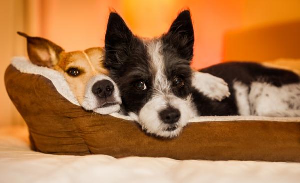 Two terrier breed dogs cuddle next to each other
