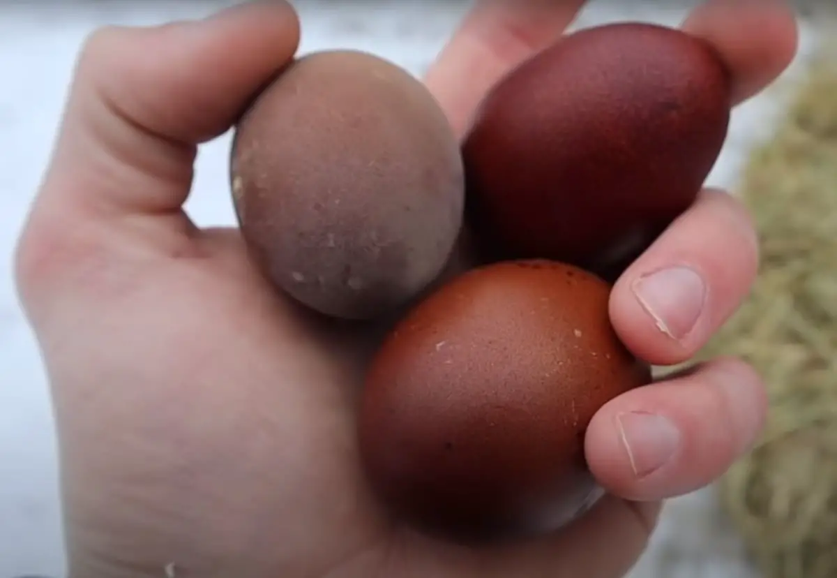 what-determines-the-color-of-a-hens-eggs-curiosity-guide