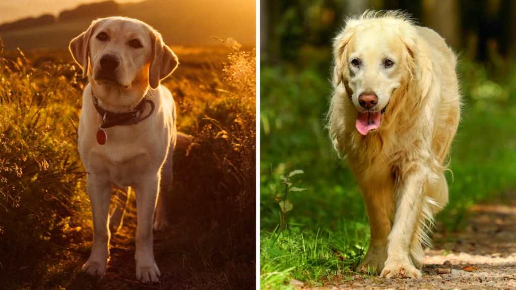 Labrador Retriever and Golden Retriever dogs.