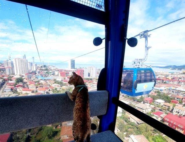 The kitty watches the window in a cable car in Georgia.