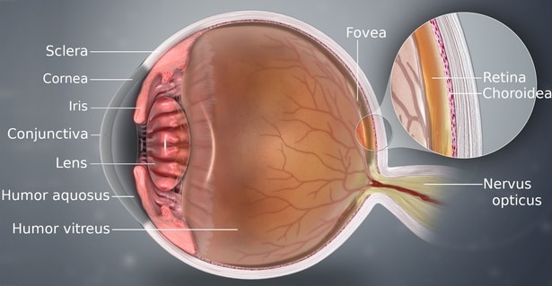 Illustration of a A detailed depiction of eye. How does the eye work.