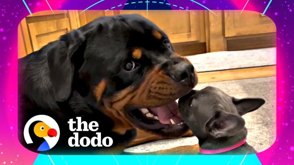 Rottweiler Meets Puppy dodo videos